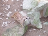 100_5950.jpg